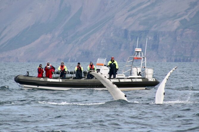 RIB boat express: Whales, Eyjafjord and Akureyri - Who this tour is best for, and who should skip it