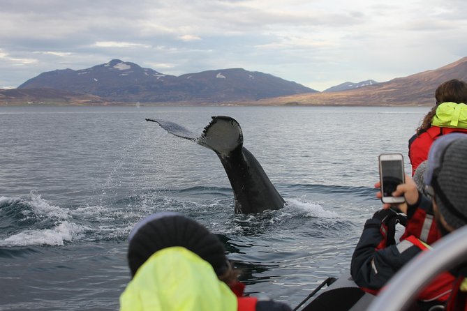 RIB boat express: Whales, Eyjafjord and Akureyri - Gear matters: what’s included, and what you should prepare for