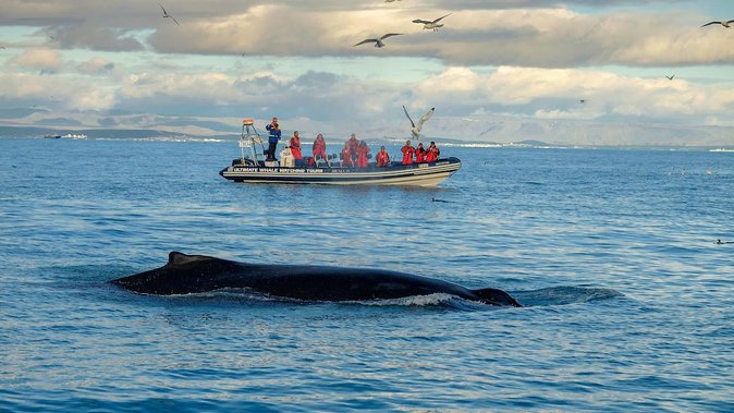RIB Whale Watching Small-Group Boat Tour from Reykjavik - Faxaflói Bay whale safari: how the searching actually works