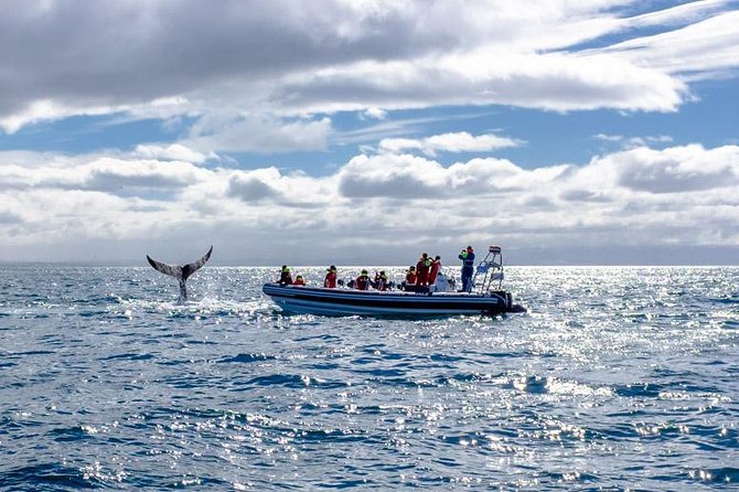 RIB Whale Watching Small-Group Boat Tour from Reykjavik - Price check: what you are paying for at $208.09 per person