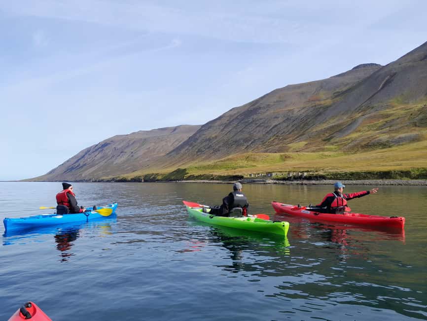 Siglufjörður / Siglufjordur: Guided kayak tour. - Wildlife and birds, plus the quiet that makes it feel real