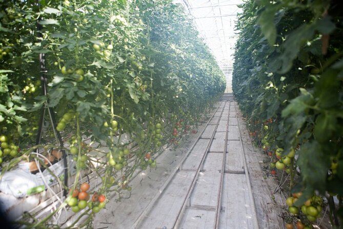 Small Group Golden Circle with Kerid Crater & Tomato Farm Visit - Who should choose this tour (and who should skip it)
