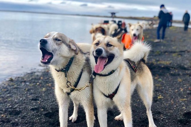 Small Group Husky Sledding Tour from Capital Region - Stop One at the Dog Camp: Meet, Pet, and Get Your Turn on the Sled
