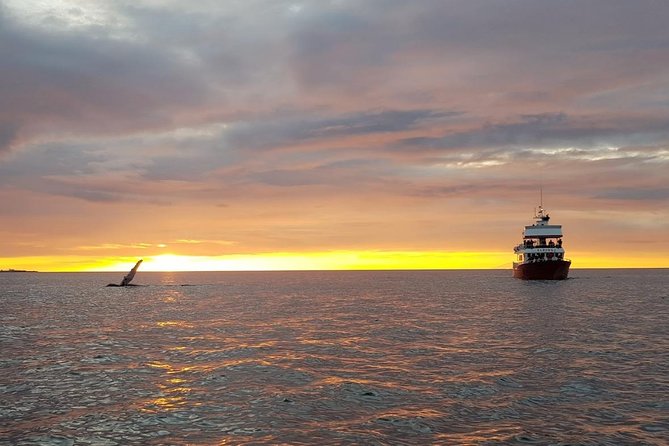 Small-group Whale Watching in the Midnight Sun from Reykjavík - Entering Reykjavík’s Evening Scene at Old Harbour and Harpa