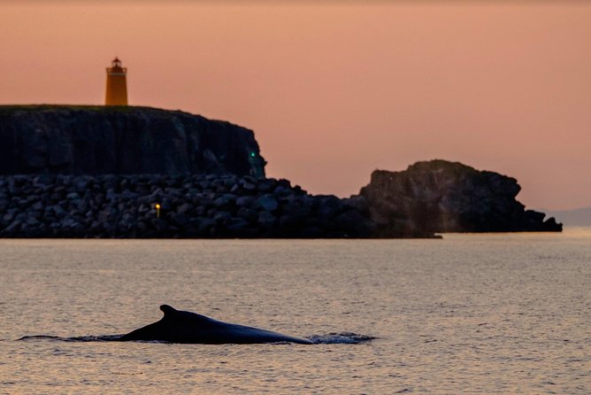 Small-group Whale Watching in the Midnight Sun from Reykjavík - The Wildlife Search Route: Lundey and Faxaflói
