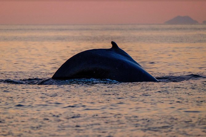Small-group Whale Watching in the Midnight Sun from Reykjavík - Sunset-Sky Views and the Sun Voyager Moment on Return