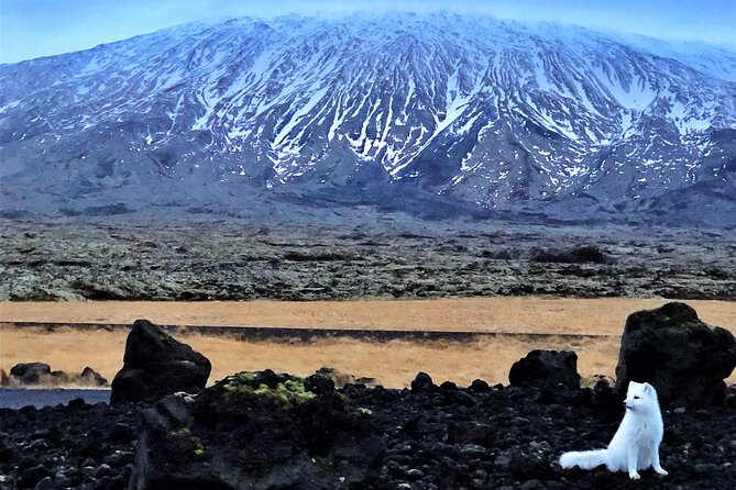 Snaefellsnes Peninsula Full Day Tour from Reykjavik - Snæfellsjökull National Park and the glacier-capped volcano