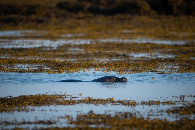 Snaefellsnes Small Group Tour with Homemade Meal from Reykjavik - Ytri Tunga Seal Colony: How to Plan for Wildlife Time