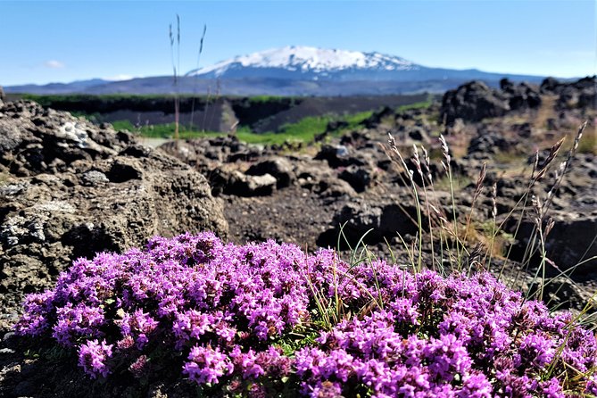 South Coast Private Day Tour - up to 9 passengers - Who this South Coast private tour fits best