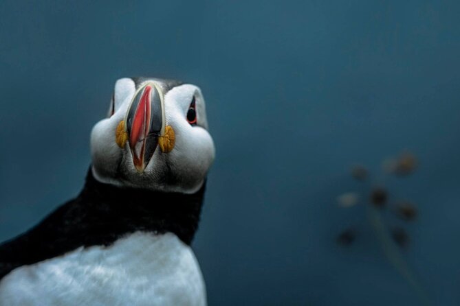 South Coast Sagas: Small Group Tour with Pick-up from Reykjavik - Who this tour suits best, and who might want a different plan