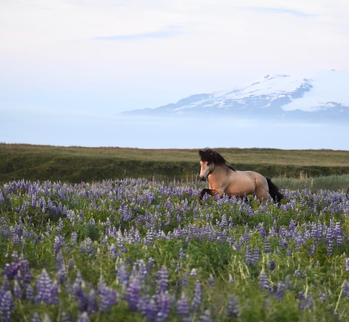 southern Iceland: Black beach riding tour - Riding the Coast: Tölt Gait, Sea Breeze, and Volcanic Sand