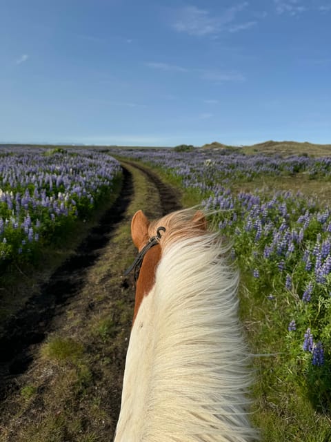 southern Iceland: Black beach riding tour - Price and Value: Why $194 for 2 Hours Can Still Make Sense