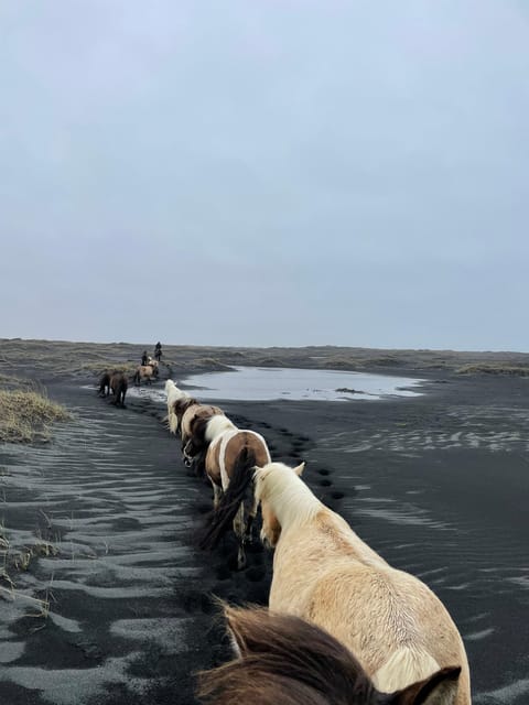 southern Iceland: Black beach riding tour - Who Should Ride This Black Beach Tour, and Who Should Skip It