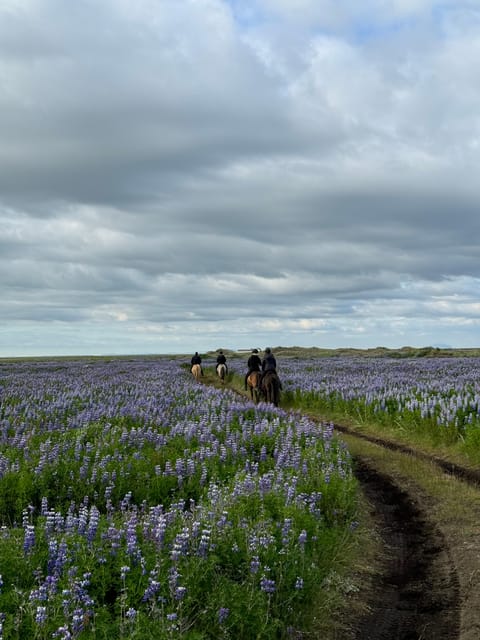 southern Iceland: Black beach riding tour - Meet at Grímsstaðir, Get Your Gear, Then Learn Your Horse
