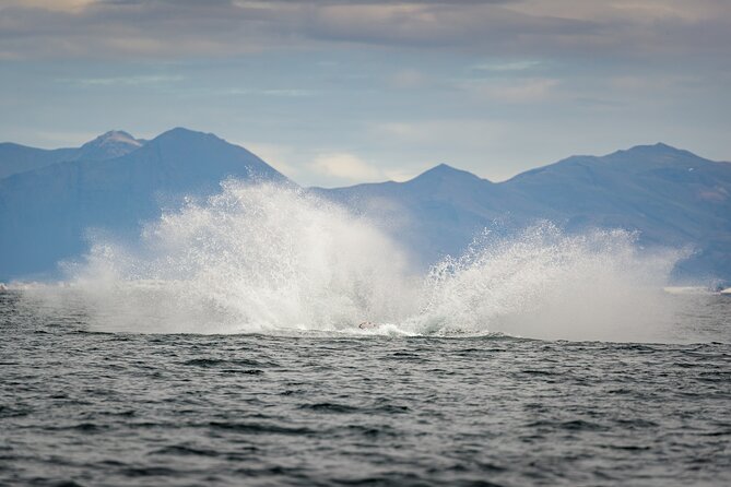 Speedboat Whale Watching Small-Group Tour in Reykjavik - Whales, dolphins, seals, and the seabirds that steal the show