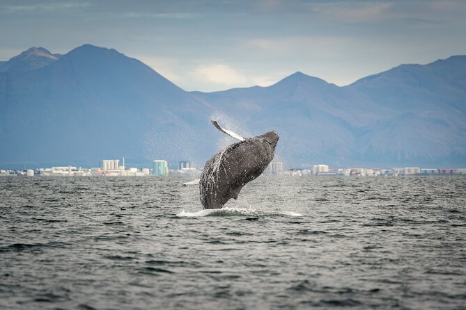 Speedboat Whale Watching Small-Group Tour in Reykjavik - What the 2 hours feels like on the water