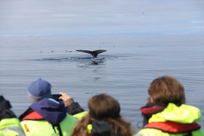 Speedboat Whale Watching Small-Group Tour in Reykjavik - Gear: what’s included, and what to double-check