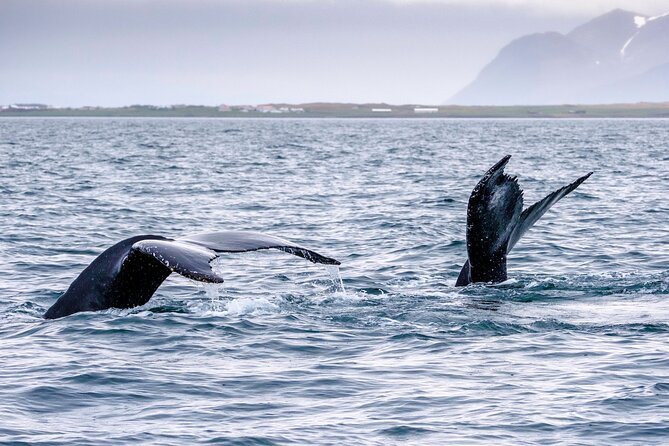 Speedboat Whale Watching Small-Group Tour in Reykjavik - The crew and guide style that makes the trip click