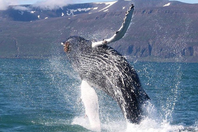 Speedboat Whale Watching Small-Group Tour in Reykjavik - Where you might see puffins and why that bonus matters