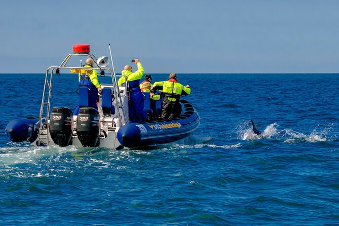 Speedboat Whale Watching Small-Group Tour in Reykjavik - Price and value: is $164 worth it?