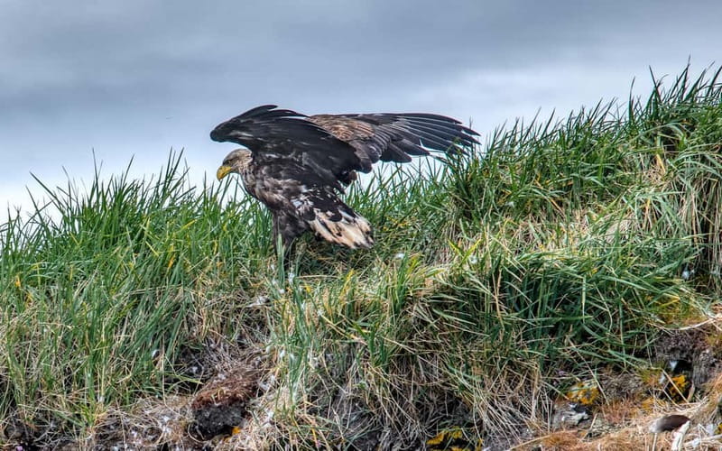 Stykkishólmur: Puffin and Wildlife Boat Tour - Key highlights you’ll actually care about