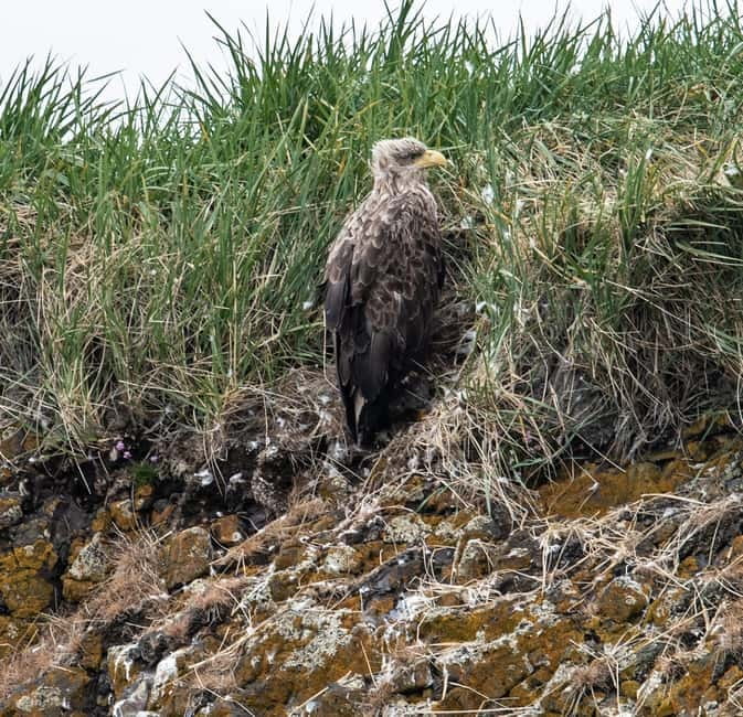 Stykkishólmur: Puffin and Wildlife Boat Tour - Stykkishólmur and Breiðafjörður Bay: the seabird playground you want