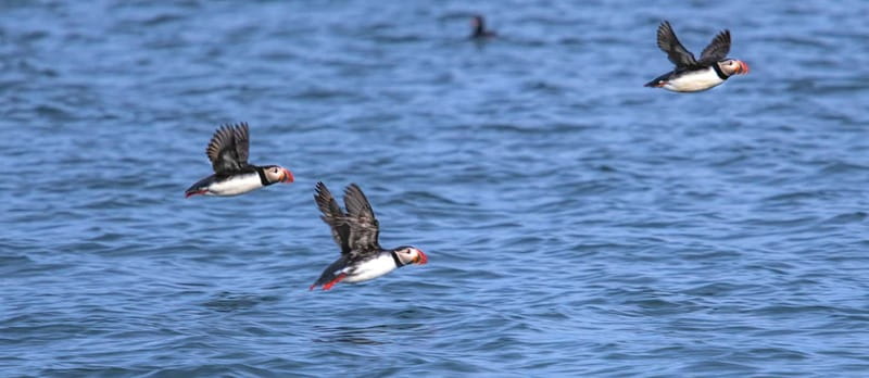 Stykkishólmur: Puffin and Wildlife Boat Tour - What you’re likely to see: puffins, seals, eagles, and other seabirds