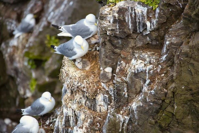 Stykkishólmur: Puffin and Wildlife Boat Tour - Price and value: what $104 buys you in real terms