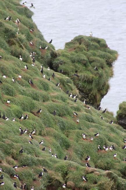 Stykkishólmur: Puffin and Wildlife Boat Tour - Best time to go: puffin nesting season and what “late season” means