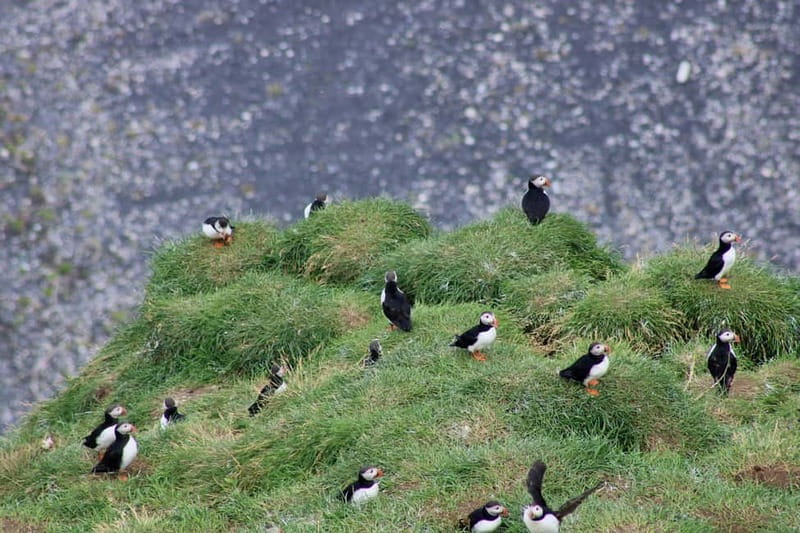 Stykkishólmur: Puffin and Wildlife Boat Tour - Should you book the puffin and wildlife boat tour from Stykkishólmur?