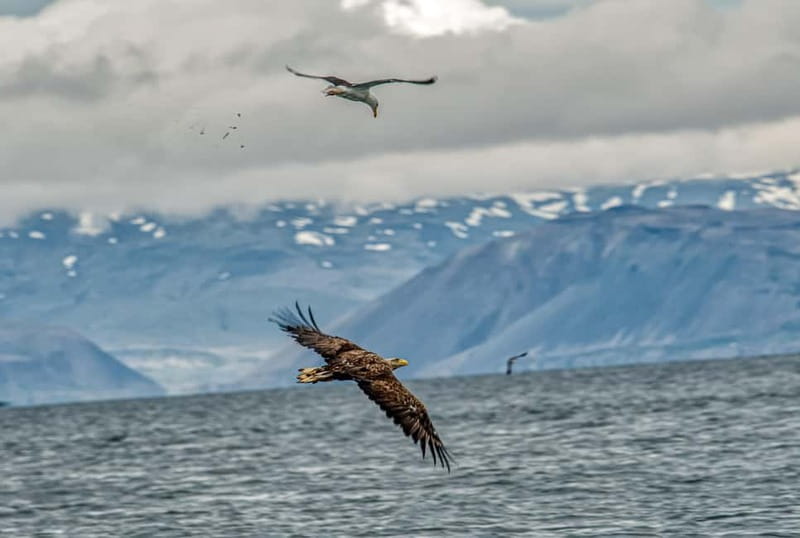 Stykkishólmur: Puffin and Wildlife Boat Tour - How the 90 minutes work: harbor, viewing time, then colony cruising