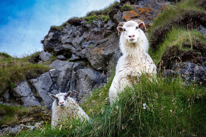 The Best of Vestmannaeyjar with Ebbi - A Local-Guide Loop That Makes Heimaey Make Sense