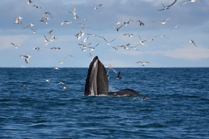 The Original Classic Whale Watching from Reykjavik - Faxaflói Bay Whale Cruise, 3 Hours That Actually Feels Like a Plan