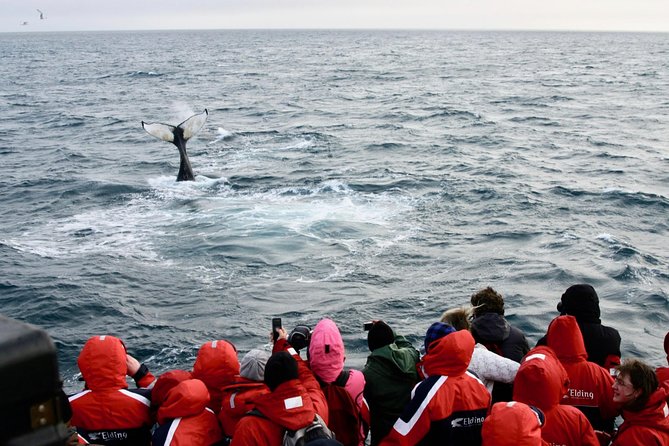 The Original Classic Whale Watching from Reykjavik - Warmth, WiFi, and the Onboard Setup for Cold Iceland Days
