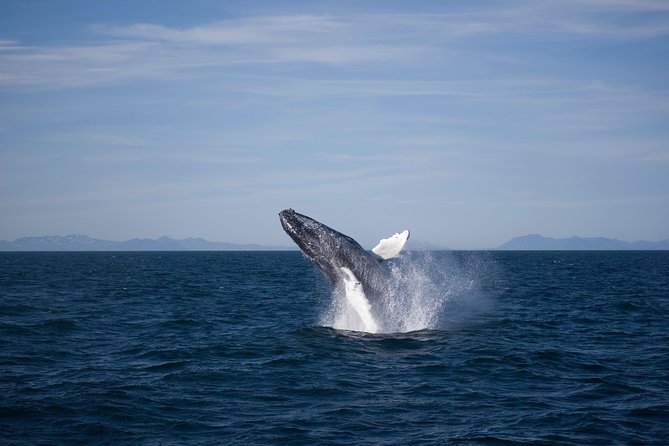 The Original Classic Whale Watching from Reykjavik - Wildlife Exhibition Ticket: A Solid Bonus Before or After the Cruise