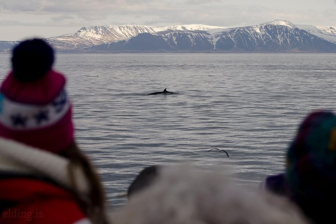 The Original Classic Whale Watching from Reykjavik - If You Miss the Main Show, You Get a Free Second Chance