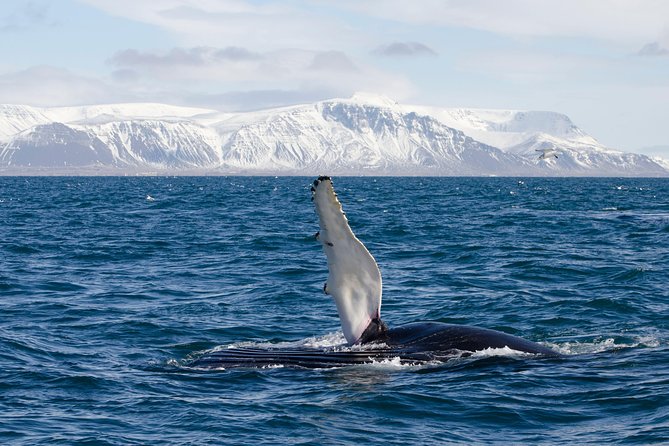 The Original Classic Whale Watching from Reykjavik - Price and Value: Why $105 Can Make Sense Here