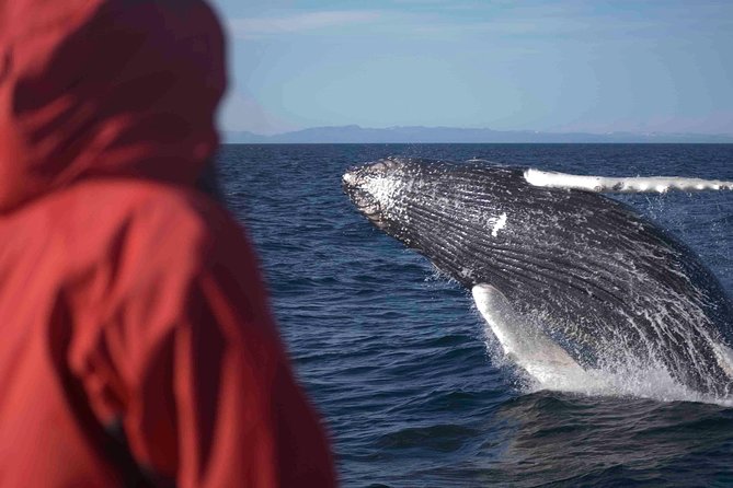 The Original Classic Whale Watching from Reykjavik - Meet at Elding, Then Gear Up Like You Mean It