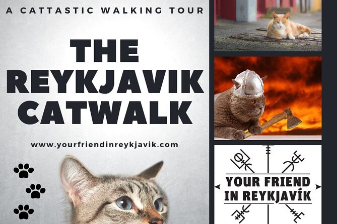 The Reykjavik Cat Walking Tour - Timing tips for spotting more cats (and staying sane in rain)