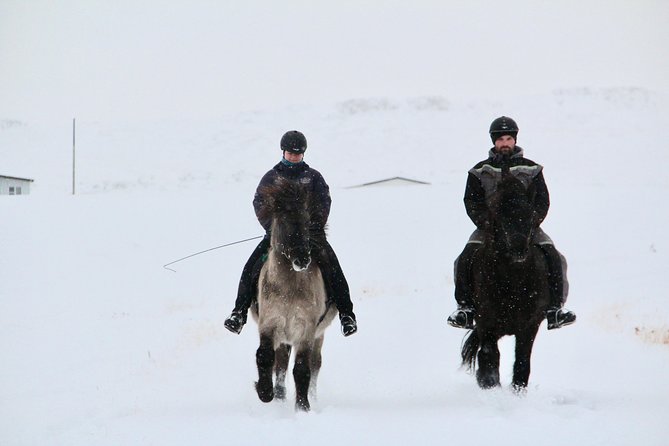 The Viking Horse Riding Experience in North Iceland - Who the Small Group Setup Works For (Up to 8 Riders)