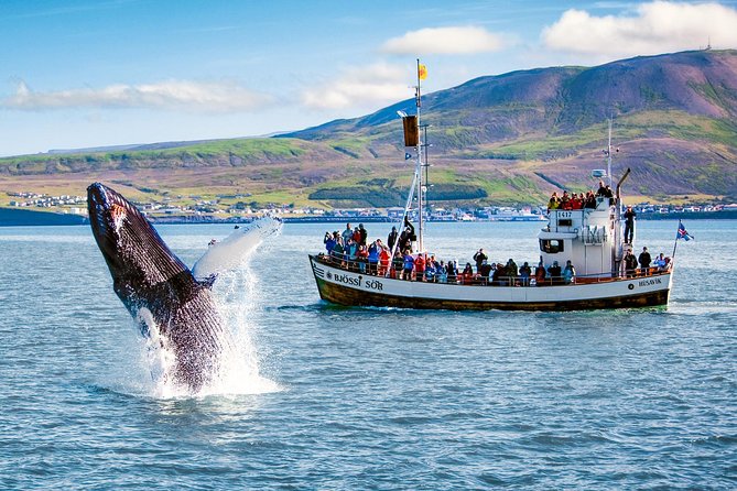Traditional Oak Ship Whale Watching Tour From Husavik - How the guide turns sightings into real whale watching
