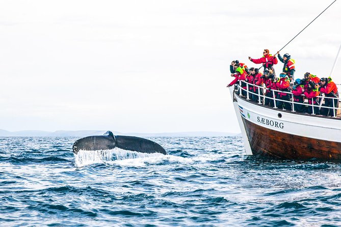 Traditional Oak Ship Whale Watching Tour From Husavik - Price and value: is $118.56 worth it?