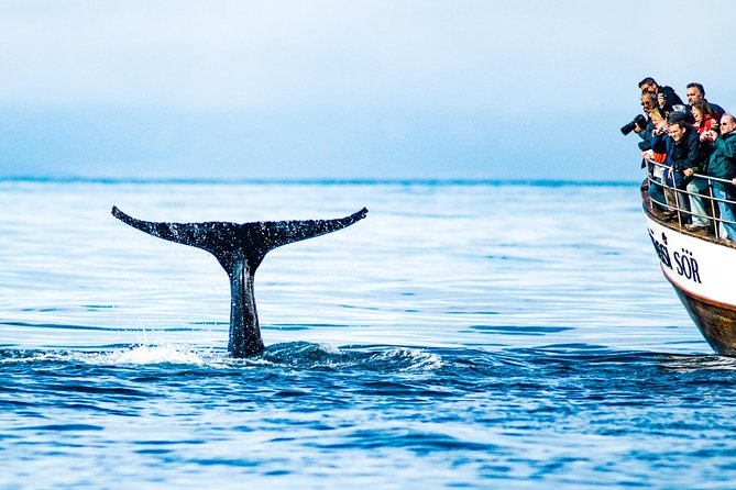 Traditional Oak Ship Whale Watching Tour From Husavik - Morning, afternoon, or evening: choosing the best departure