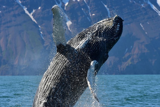Traditional Whale Watching from Húsavík by Local Family Company - The ride on the oak boat: comfort vs crowding