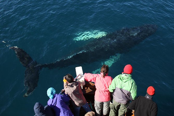 Traditional Whale Watching from Húsavík by Local Family Company - Skjálfandi Bay whale watching, what to expect during the 3 hours