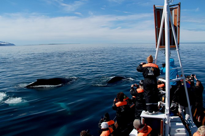 Traditional Whale Watching from Húsavík by Local Family Company - What animals you might see, and how to get the best viewing angles