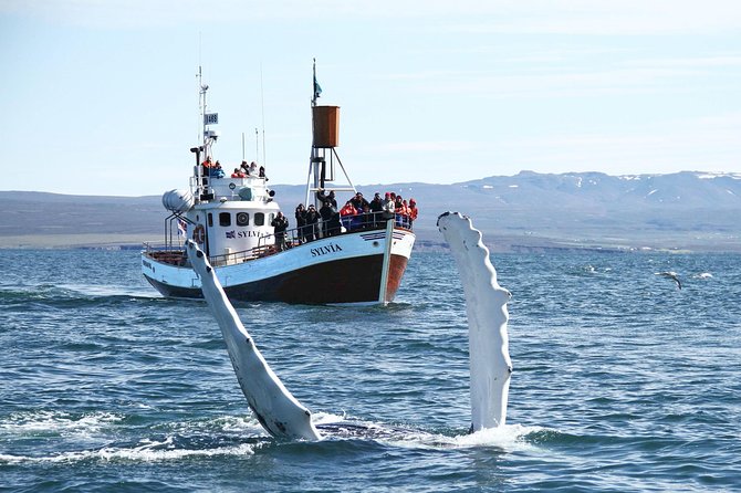 Traditional Whale Watching from Húsavík by Local Family Company - Weather reality, and why warm gear is not optional
