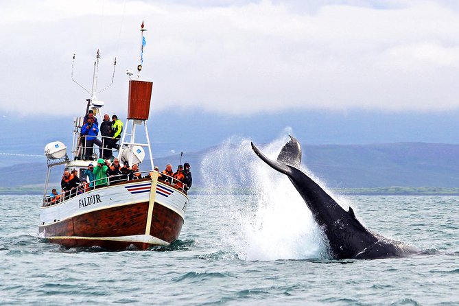 Traditional Whale Watching from Húsavík by Local Family Company - Where this whale watching actually happens (Húsavík, not Akureyri)