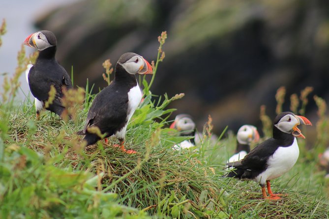 Two-In-One: Whale & Puffin Watching Tours from Reykjavik - Key things to know before you go