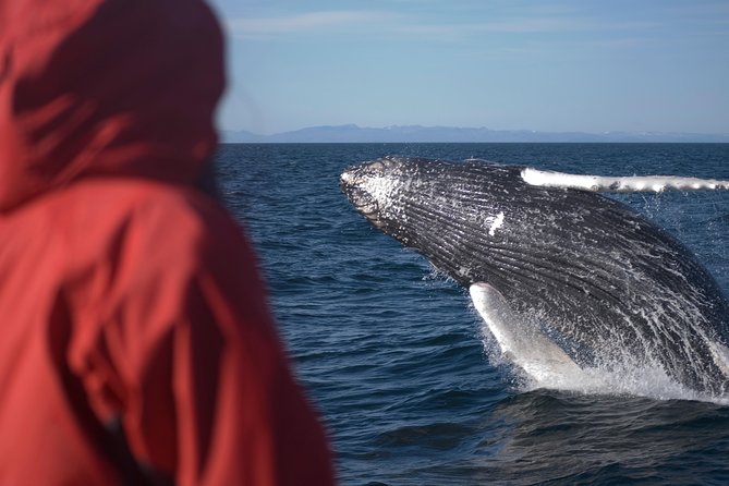 Two-In-One: Whale & Puffin Watching Tours from Reykjavik - Faxaflói Bay whale watching: the 3-hour search with a real safety net